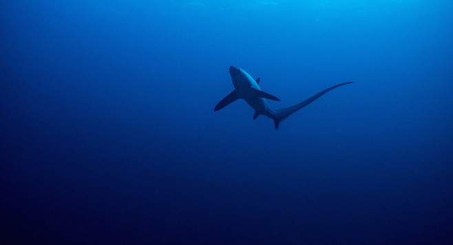 Common thresher shark - Image by bearacreative/iStock/Thinkstock