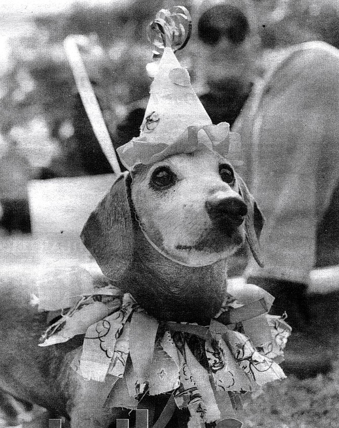Entry at Hallo-Weiner Dachshund Picnic, October 26. Newsday gossip columnist Liz Smith’s dogs are dressed up like clowns with the face ruff. - Image by Sandy Huffaker, Jr.