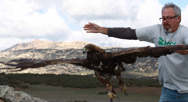 Bob Fisher releases a golden eagle with a tracking device