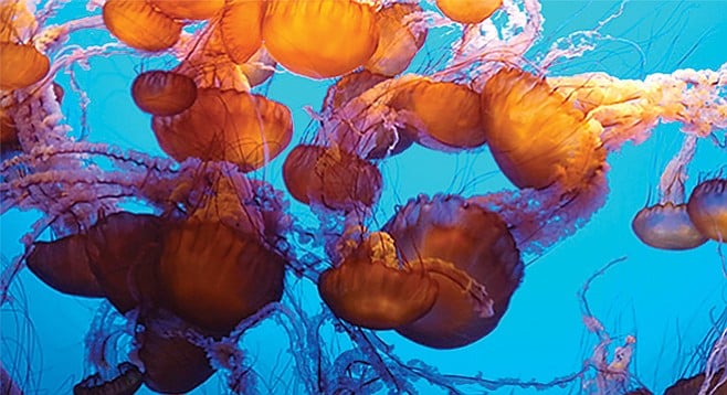 Vinegar can make jellyfish stings worse.