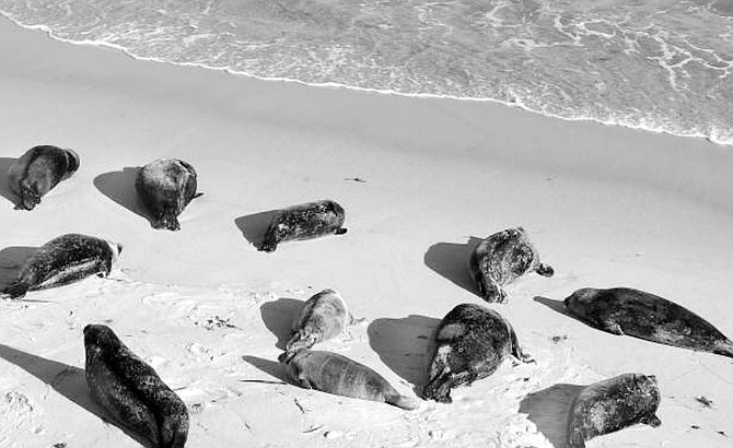 Harbor seals at Children's Pool. "When people go too close to the seals, and one seal gets frightened, she'll often panic into the water, and that causes all the other seals to flush into the water." - Image by Joe Klein