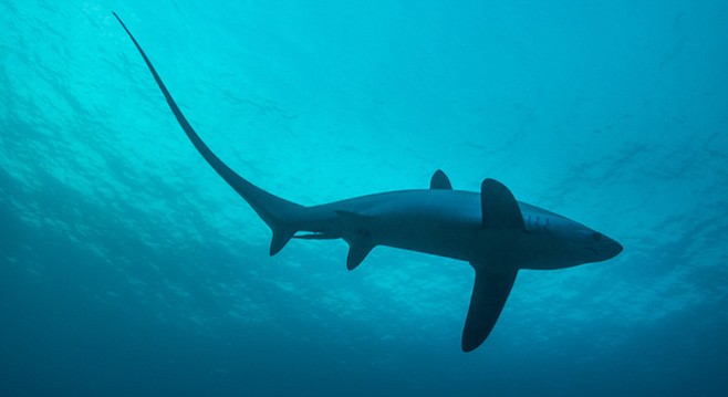 Thresher shark - Image by bearacreative/iStock/Thinkstock