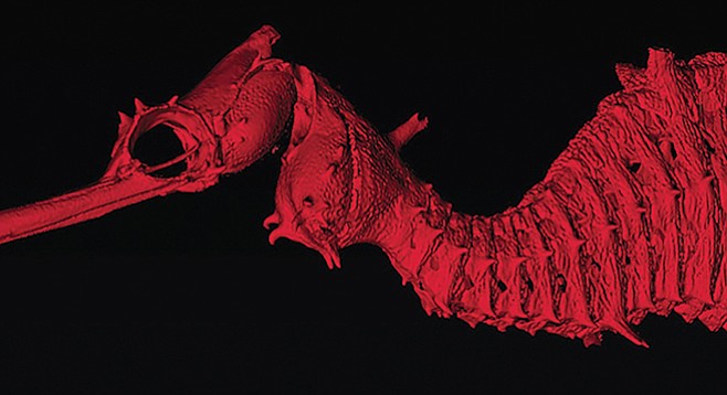 A 3-D scan of the newly discovered ruby sea dragon