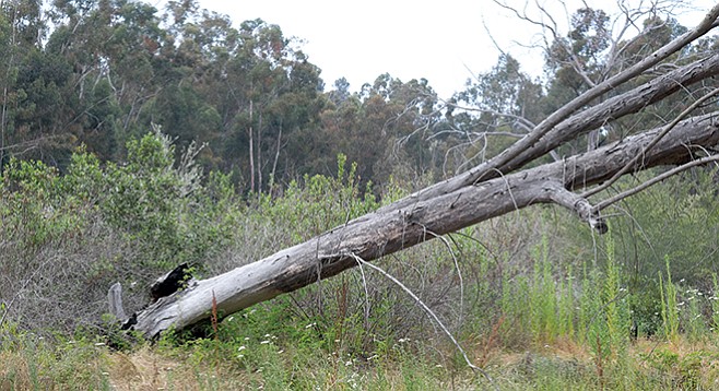 Fallen eucalyptus tree along Pomerado Road in Scripps Ranch - Image by Andy Boyd