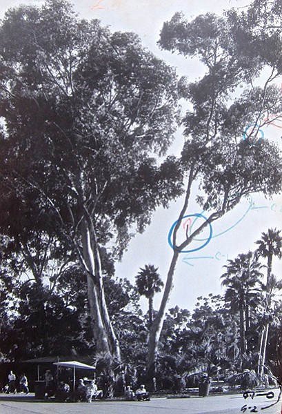 San Diego Zoo eucalyptus that killed Frieda Willams (trial evidence)