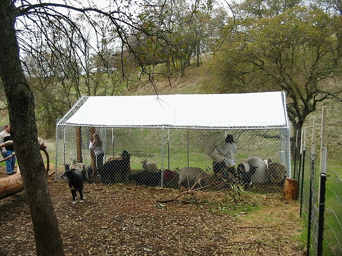 Photo credit:  Mountain Lion Foundation
http://mountainlion.org/upload/1710%20Pen.jpg       
Mountain Lion Foundation and 4-H have built simple predator proof pens all across the country.  The pens can house up to 20 goats from dusk to dawn, when mountain lions are most active.
Pen is in Calaveras County, California.
