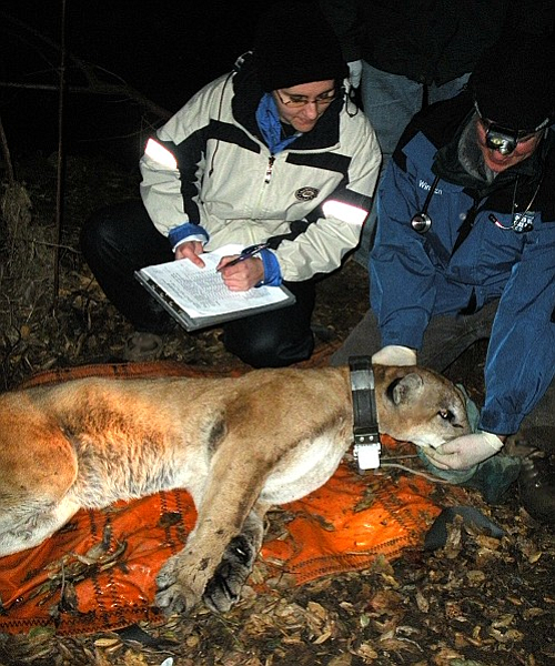 Photo credit:  Mountain Lion Foundation
http://mountainlion.org/upload/1710%20Research.jpg  
Mountain Lion Foundation biologist Amy Rodrigues takes notes as Southern California Puma Project Principal Investigator Winston Vickers checks the health of a collared mountain lion in the Santa Ana Mountains, California.
Contact:  Dr. Winston Vickers, (949) 929-8643
Contact:  Amy Rodrigues 916-442-2666 ext 107
