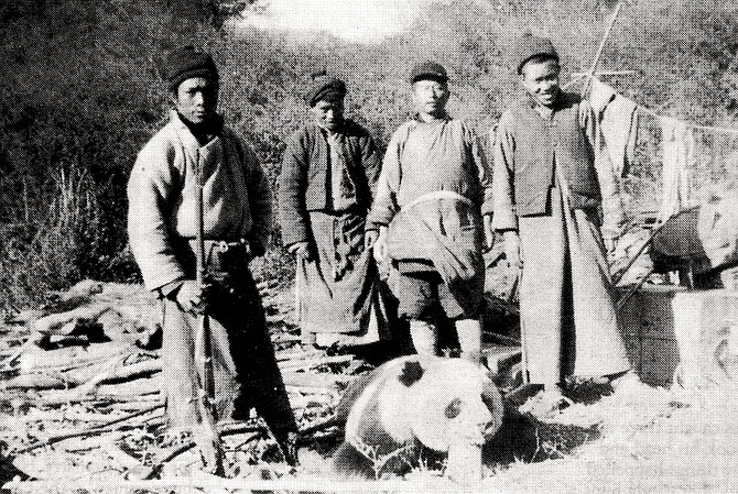 Second panda shot, November, 1936