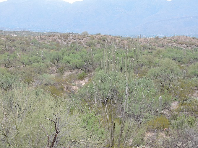 Desert Fields along Cactus Forest Drive
