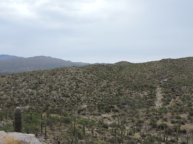 The arroyo overlook on Cactus Forest Loop