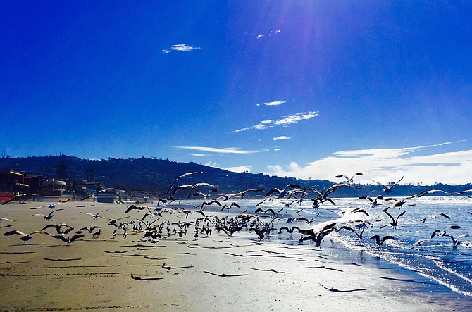 Birds in flight.... La Jolla Shores/Scripps Pier