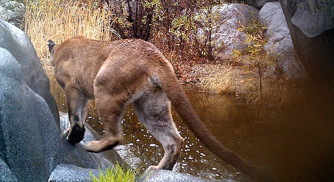 Photo taken by a trail camera west of Julian; part of research by Winston Vickers