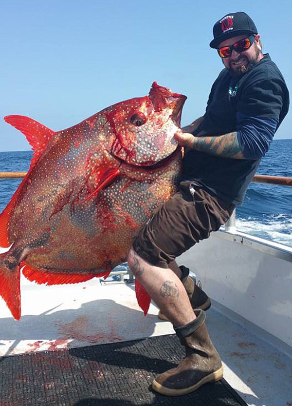 The first opah of 2016 caught aboard the Vendetta out of H&M; Landing on a 3/4 day charter.  It weighed in at 152 pounds.
 - Image by Ray Summers