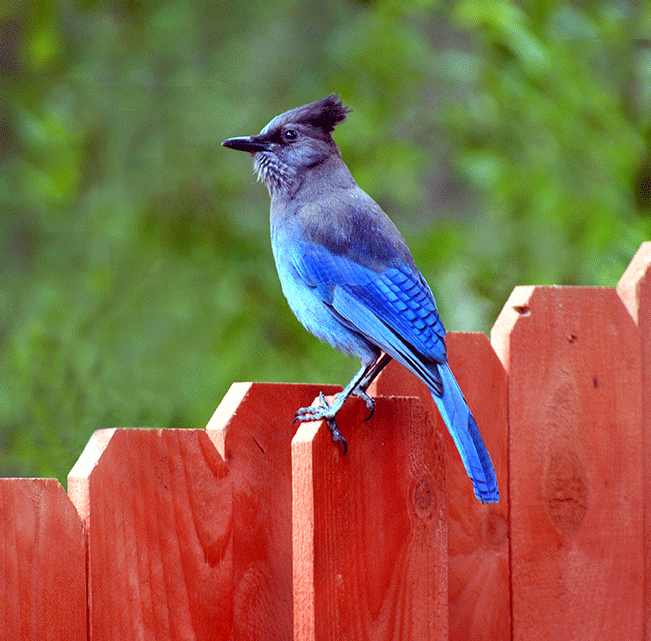 Jay on our fence - Guatay