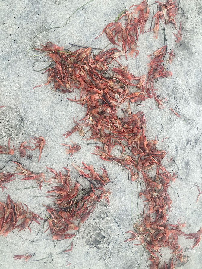 Dead red crabs at the high-tide mark on Dog Beach