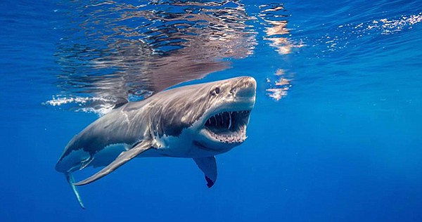 Great white shark 
