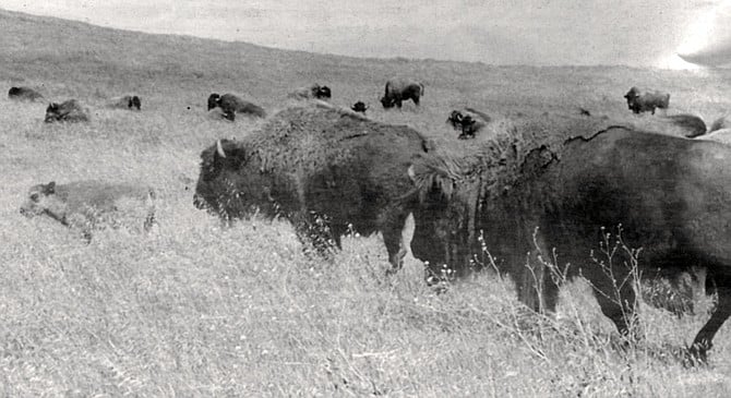 Bison herd, Camp Pendleton. In 1991, a pickup slammed into a bison on Basilone Road, deep in the heart of the base. The truck took a beating, but the bison came out okay.