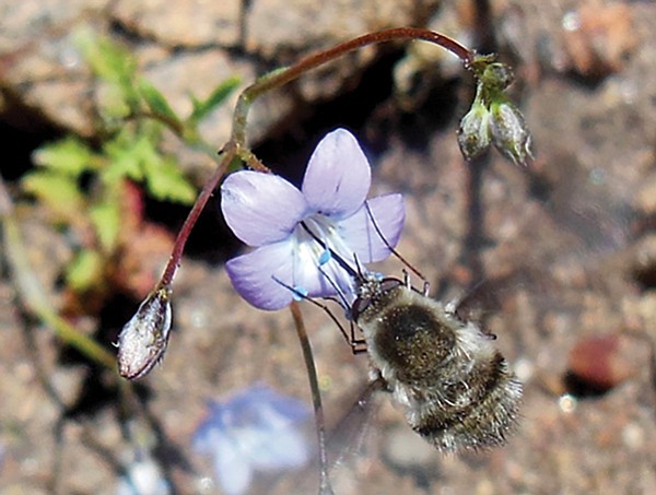 Hovering bee fly drinking nectar from caraway leafed gilia
