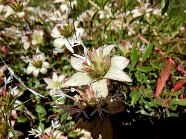 Monardella nana with its threadlike flowers
