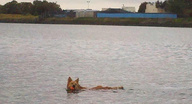 Foxy (aka the FoxNess Monster) at Fiesta Island