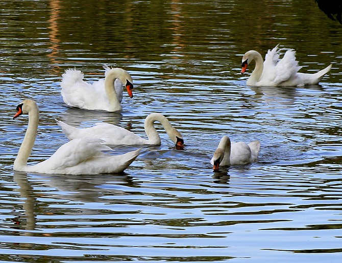 Lakeland's Royal Swans
