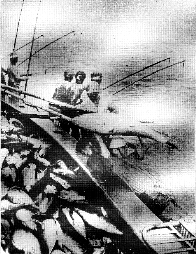 Three-pole fishing of tuna