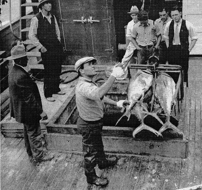 Unloading tuna at Westgate Cannery