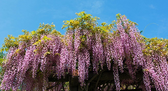 The late Henry Huntington once bought a whole garden simply to preserve a superb specimen of wisteria, a vine believed to be the oldest Wisteria floribunda in America.