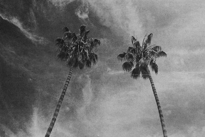 The Mexican Fan Palm - a poor excuse for a shade tree, but is welcome in places where people want a skyline without tall buildings. - Image by Ian Dryden