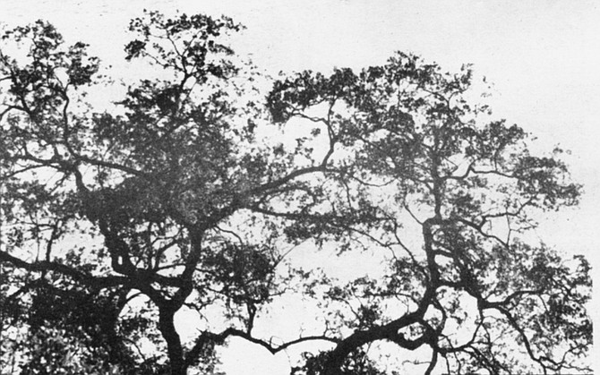 Engelmann oak is a species that grows virtually nowhere outside of Southern California and is found primarily in the inland valleys of San Diego County.