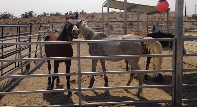 Rescued horses