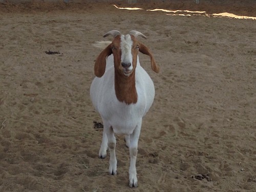 A goat named Ham