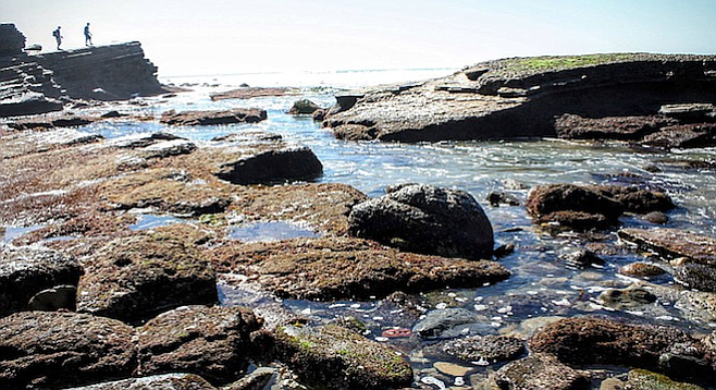 The National Park Service calls the Cabrillo tide pools "one of the best-protected and easily accessible rocky intertidal areas in southern California."