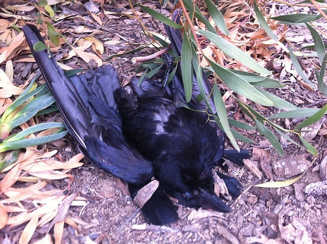 Dead crow found at Park Place community park last week