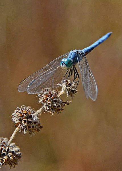 Dragonflies have wings perpendicular to their bodies.