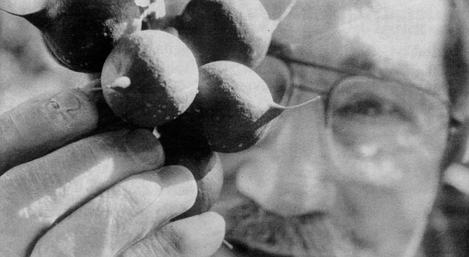 Tom Cooper: “I even have a Jewish macadamia nut tree. I brought it back from Israel, where I went to consult for a doctor who was planting a grove there.” - Image by Sandy Huffaker, Jr.