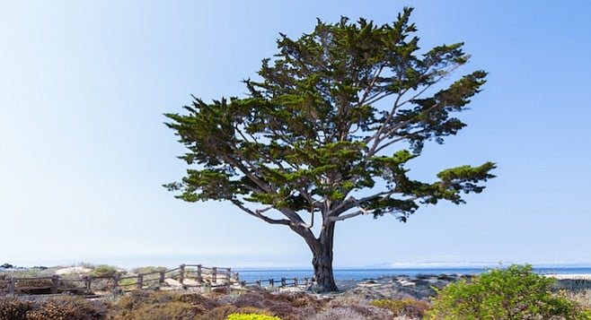 The Monterey cypress is one of the worst trees for Southern California.