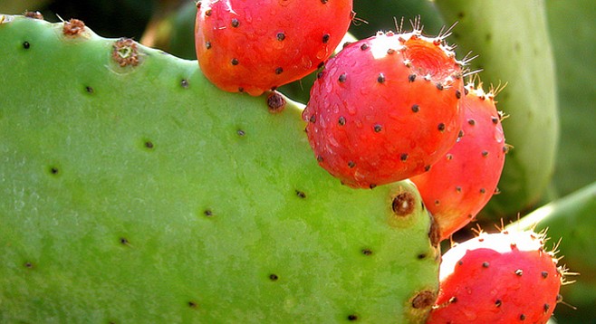 Cactus fruit, aka prickly pears, growing at Eden Tropics farm in De Luz
