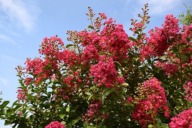 Crepe Myrtle: The Lilac of the South