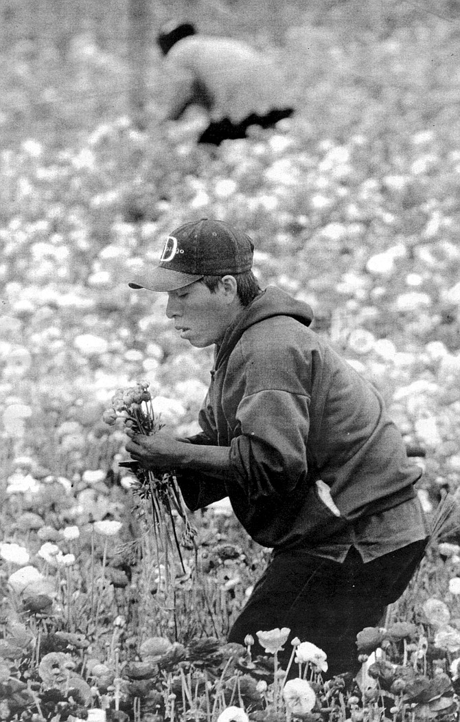 Edwin Frazee planted his first ranunculus seeds on these hills in the 1950s and was at one point the sole provider of ranunculus tubers to the international market. - Image by Sandy Huffaker, Jr.