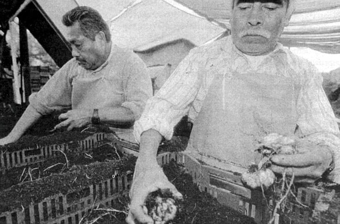 Planting bulbs. "We got on the coattails of the Dutch, and as they were promoting bulbs, we started producing them." 