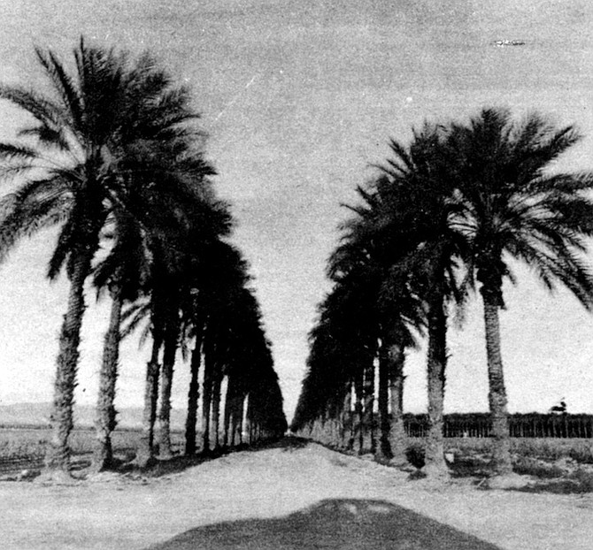 Neat rows of date palms grow right down to the water's edge.