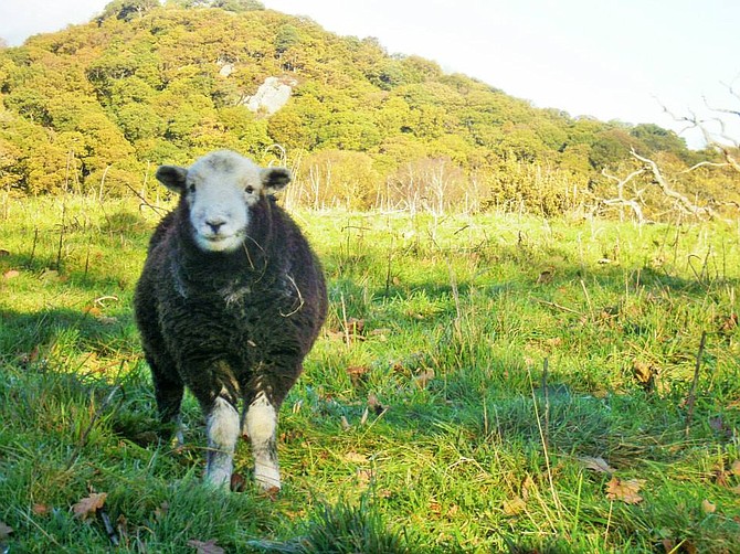 Happy sheep in Keswick
