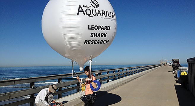 Leopard shark research balloon