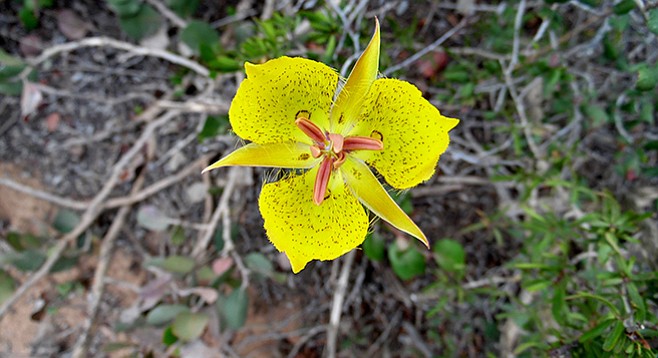 Weed’s mariposa lily has distinct flower petals.