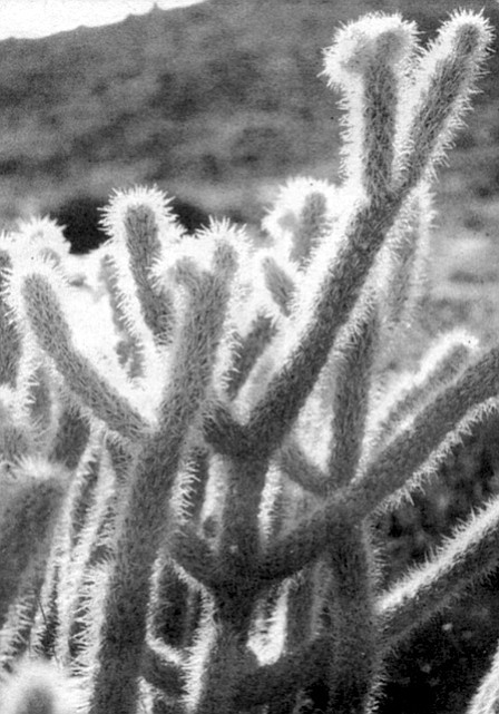 Jumping cholla. “Deserts are places to shoot holes in cactus, slaughter tortoises, toss beer bottles, tear up hillsides with machines, settle drug deals, leave bullet-ridden bodies in the arroyo."
