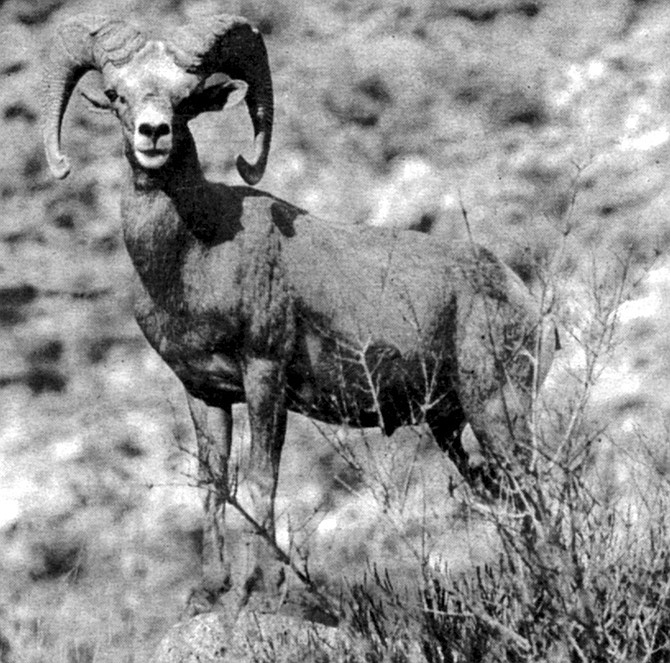 Peninsular bighorn sheep. Males sport distinctive horns, like massive curled cornucopias.