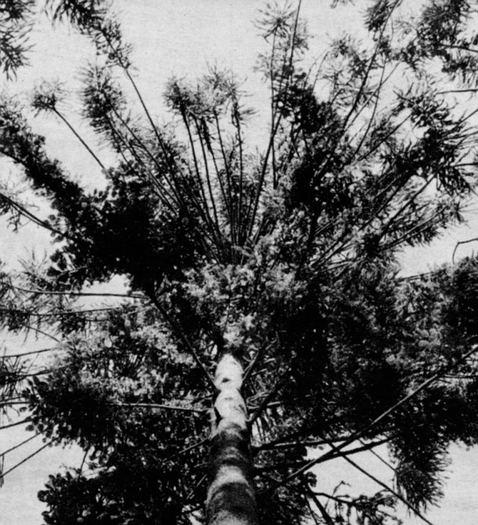 Bunya-bunya/Balboa Park. This tree was Australian aborigines’ only form of private property.