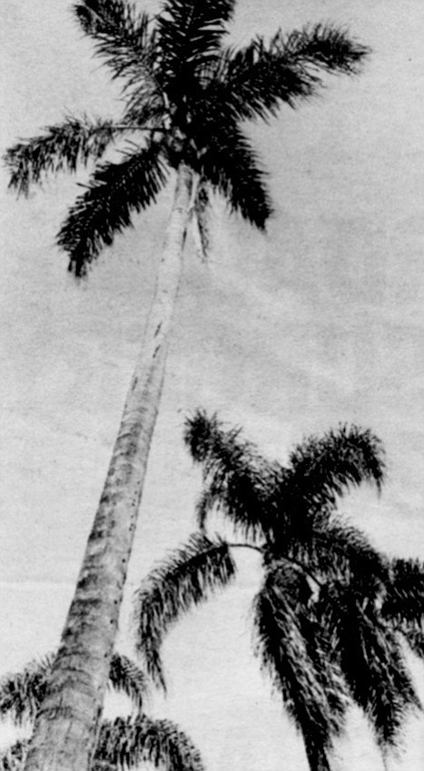 The queen palm dominates Sixth Avenue along Balboa Park.