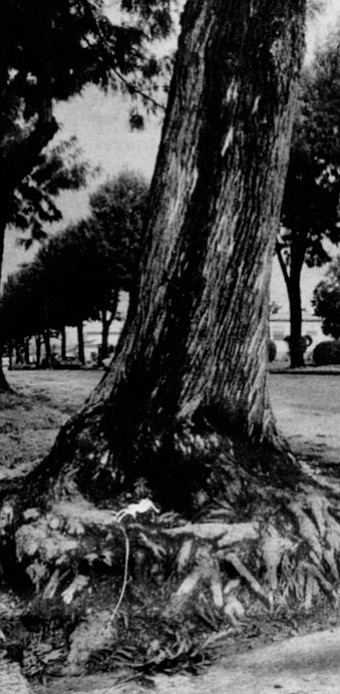 Silk oaks/Rolando Boulevard, East San Diego. The city banned them from parkways in 1964.